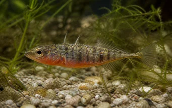 Gasterosteus aculeatus (Három -belekötött epinoche)