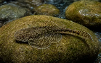 Gastromyzon punctulatus (Elválasztott loche)
