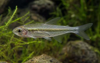 Gephyrocharax chapare Géphyrocharax du chapare, tetra-glande