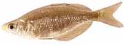 Glossolepis incisus Új -Guinea szivárvány...