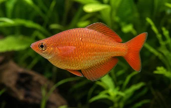 Glossolepis incisus Új -Guinea szivárványos halak