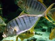 Gnathanodon speciosus Inas