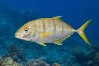 Gnathanodon speciosus Inas