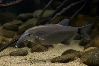 Gnathonemus elephas Trikolór