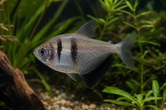 Gymnocorymbus ternetzi (Fekete Özvegy)