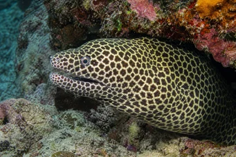 Gymnothorax favagineus Leopárdfal