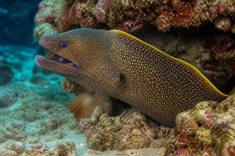 Gymnothorax flavimarginatus Sárga szélfal