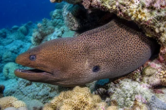 Gymnothorax javanicus Óriási fal