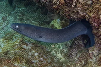 Gymnothorax monochrous Szürke fal