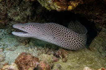 Gymnothorax rueppelliae Sárga fejtámla