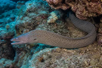 Gymnothorax undulatus Hullámos fal