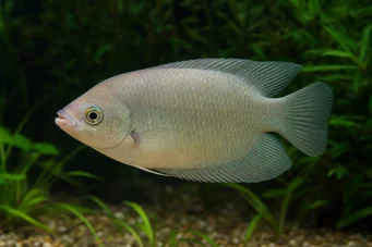 Helostoma temmincki Csókolás - Gourami nehézkes