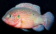 Hemichromis lifalili Vörös acara