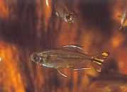 Hemigrammopetersius caud... Kongó Tetra sárga szí...