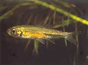 Hemigrammopetersius tang... Tanga afrikai tetra-néo...