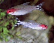 Hemigrammus bleheri Piros száj tetra