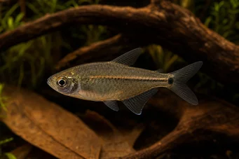 Hemigrammus hyanuary (Zöld neon vagy tetra-costello)