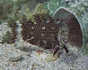 Hemipteronotus taeniouru... Maszkolt laboratórium