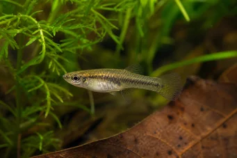 Heterandria formosa Szúnyoghalak