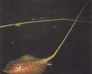 Himantura oxyrhynchus Indo-ausztrál foltos vo...