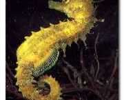 Hippocampus guttulatus Mediterrán hippokampusz