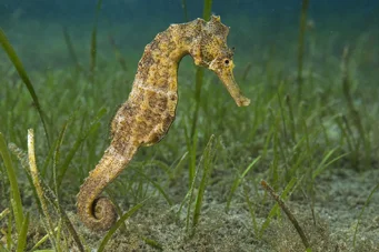 Hippocampus guttulatus (Mediterrán hippokampusz)