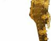 Hippocampus kuda Aranyozott hippokampusz