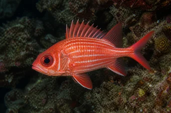 Holocentrus diadema (Megsemmisített katona)