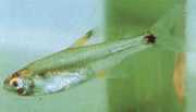 Holoshestes pequira Narancssárga folt tetra