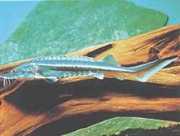 Huso huso Bélouga tok