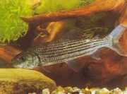 Hydrocynus goliath Tetra-Loup, afrikai tigris halak