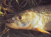 Hydrocynus vittatus Karakter-tigre