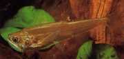 Hydrolycus scomberoides Tetra-loup, carin-tigre
