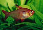 Hyphessobrycon callistus Paraguay rubin