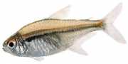 Hyphessobrycon heterorhabdus Belga zászló