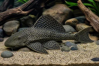 Hypostomus grandiosus (Pleco leopárd)