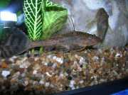 Hypostomus plecostomus Pleco, mosó, szopás