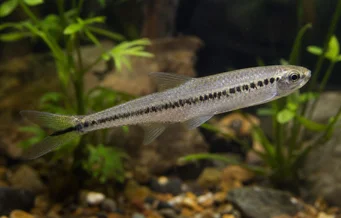 Iguanodectes spilurus (Tetra-olaj)