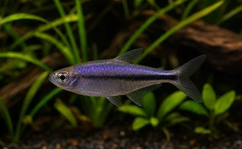 Inpaichthys kerri (Tetra királyi)