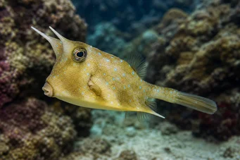 Lactoria cornuta