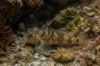 Lepadogaster candollei Rúd