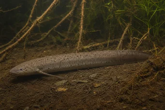 Lepidosiren paradoxa Dél -Amerika Lepidosirène