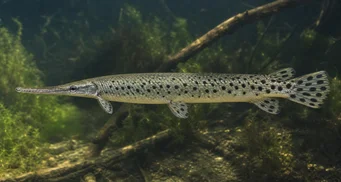 Lepisosteus oculatus