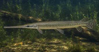 Lepisosteus osseus (Krokodil csuka)