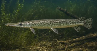 Lepisosteus platostomus