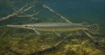 Lepisosteus tristoechus