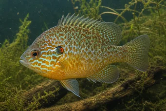 Lepomis gibbosus (Naposzlop vagy szivárványoszlop)