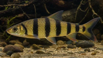 Leporinus fasciatus fasciatus (Leporinus fekete zenekarokkal)
