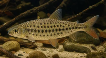 Leporinus maculatus (Foltos leporinus)