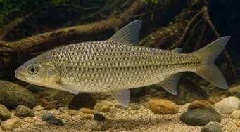 Leporinus megalepis (Leporinus nagy mérlegekkel)